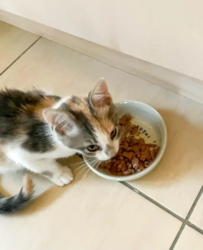 gamelle personnalisée Montpellier